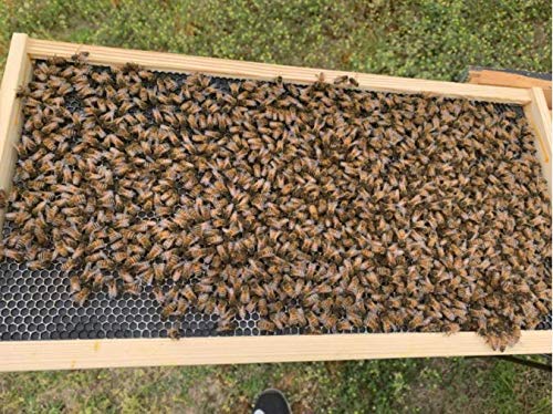 Photo 2 of BEEXTM Beehive Waxed Coated Foundation Sheet Plastic Honeycombs Bee Wax Nest Foundation 10pcs Beekeeping Non-Toxic Beehive Equipment