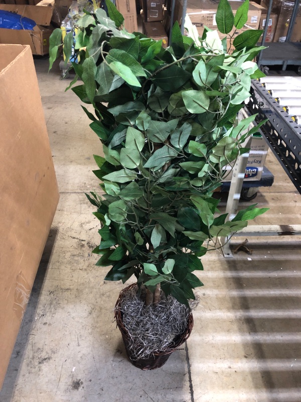 Photo 2 of 4 Artificial Ficus Bush - VickermanVickerman