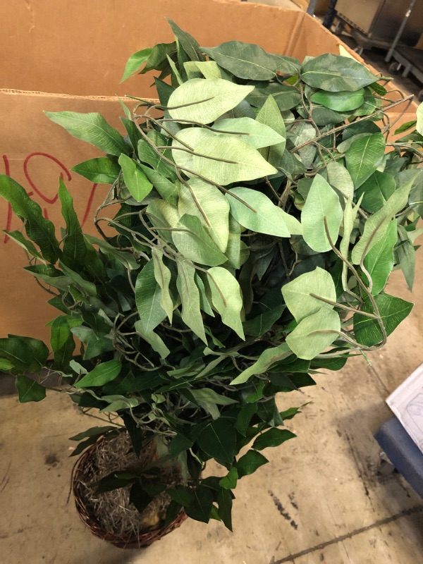 Photo 4 of 4 Artificial Ficus Bush - VickermanVickerman