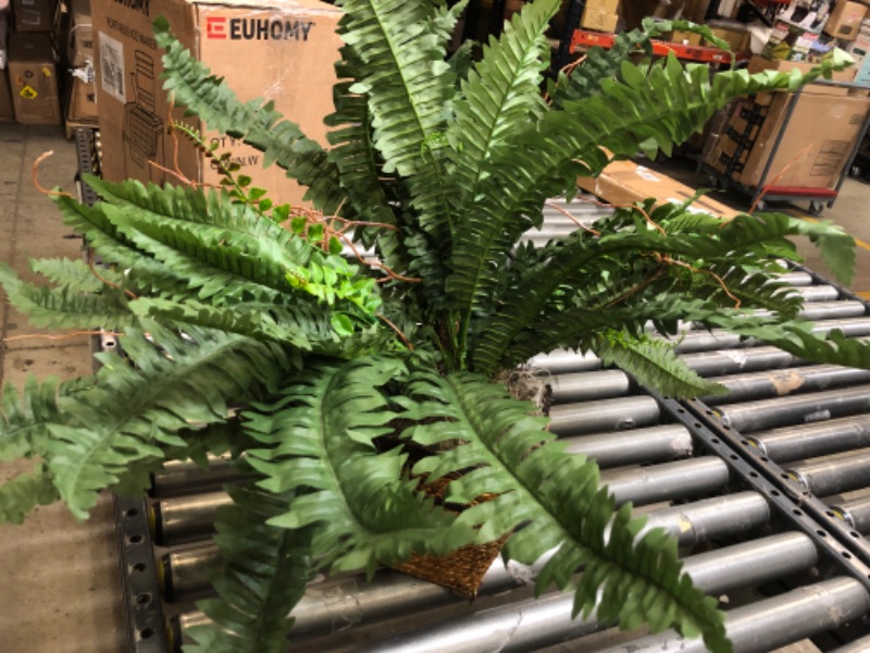 Photo 2 of   Artificial Boston Fern  