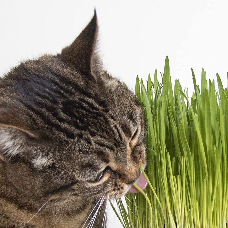 Photo 1 of 2 COUNT SmartyKat Sweet Greens Organic Oat Grass Cat Grass Grow Kit