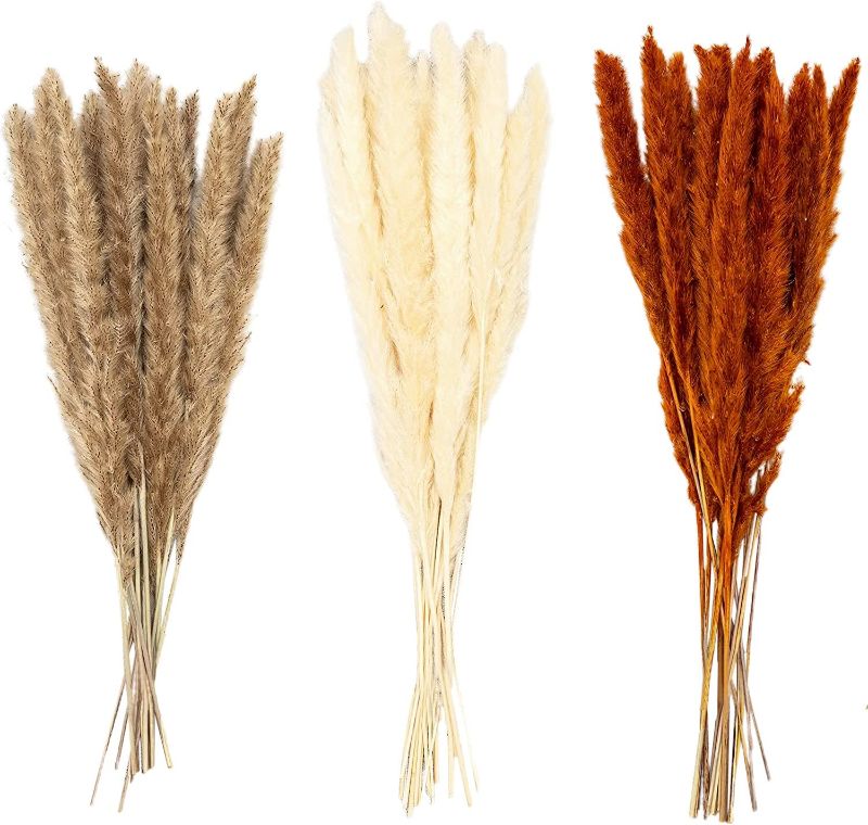 Photo 1 of 50 Naturally Dried Tall Fluffy Pampas Grass | Real Flowers | 50 cm | White | Natural | Coffee | Home Decor, Flower Arrangements, Vase Filler, Weddings, Kitchen, Boho, Party Decoration, Event Decor