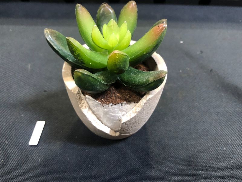 Photo 1 of Coitak Artificial Succulent Plants Potted, Assorted Decorative Faux Succulent Potted Fake Cactus Cacti Plants with Pots, Set of 5
