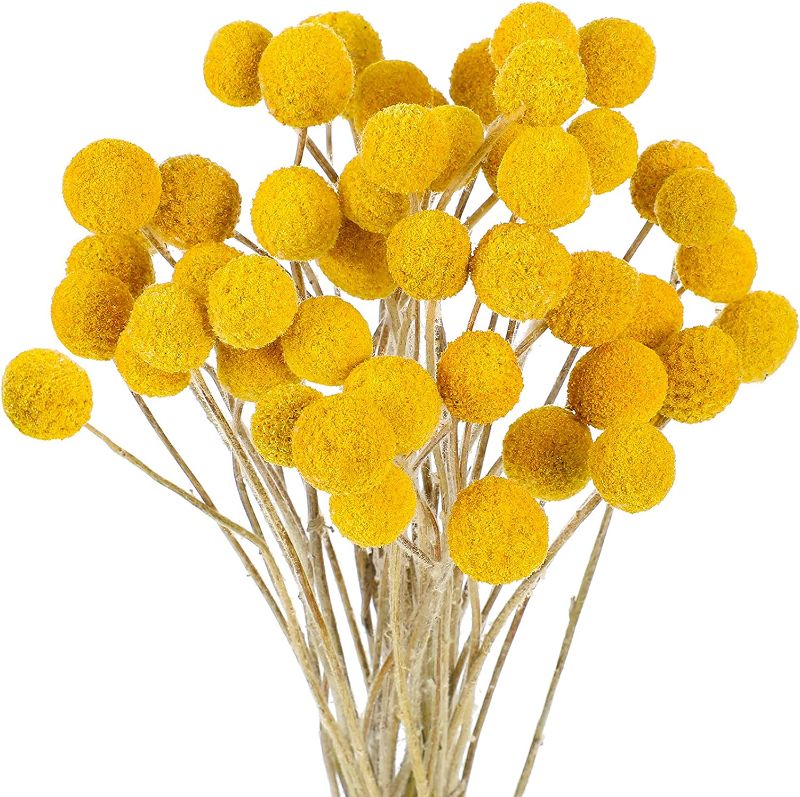 Photo 1 of 32 Pcs Dried Flowers Dried Billy Balls Dried Craspedia Flowers Button Yellow Dried Flowers with Stems Fake Silk Dried Flower Bouquet Craspedia Flower Balls for Centerpieces Vase DIY Decor (0.6 Inch)
, 2 COUNT 
