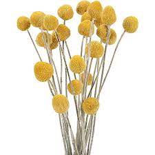 Photo 1 of 32Pcs Natural Dried Flowers Craspedia Billy Balls Flowers Billy Buttons Yellow Flowers (4 PACKS)