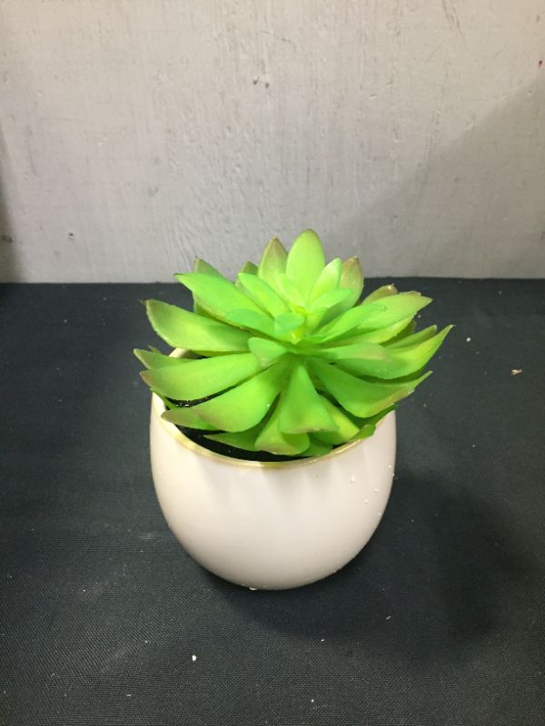 Photo 1 of 5.5'' X 4'' ARTIFICIAL SUCCULENT  