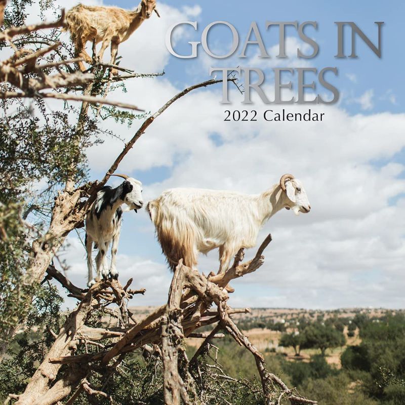 Photo 1 of 2022 Square Wall Calendar - Goats in Trees , 12 x 12 Inch Monthly View, 16-Month, Animals Theme, Includes 180 Reminder Stickers
