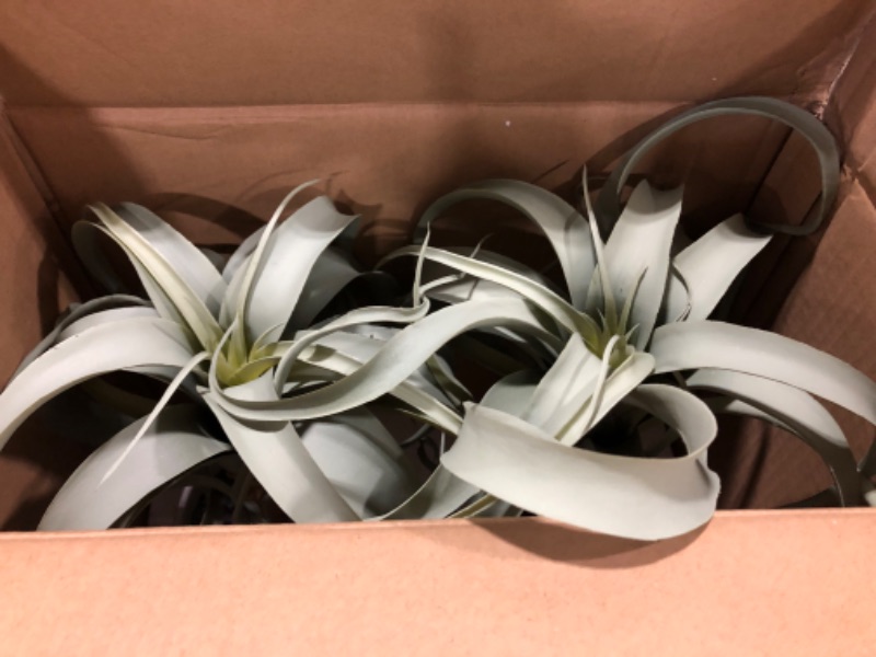 Photo 1 of 2 COUNT -Ponytail Palm - Threshold™
