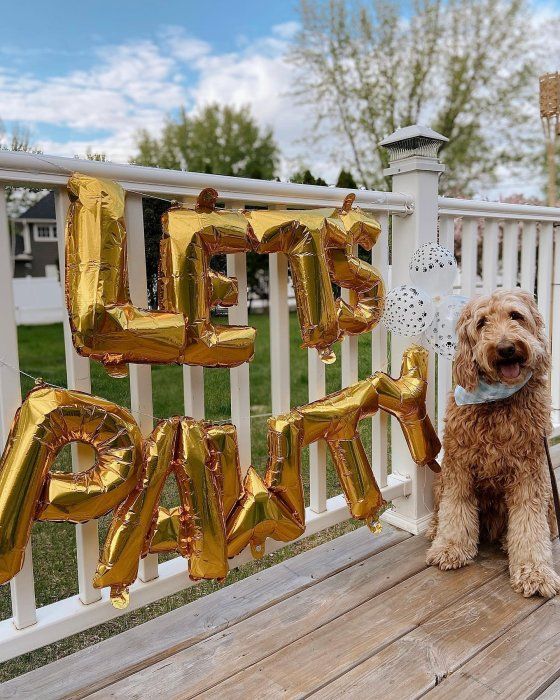 Photo 2 of 21ct Let's 'Pawty' Balloon Pack - Spritz™, Dog and puppie balloon set 
