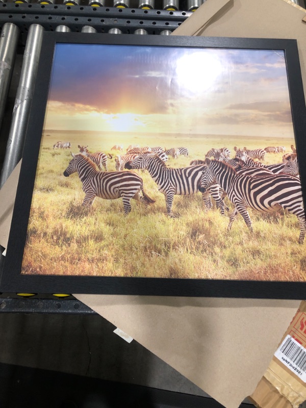 Photo 1 of 26.5" X 26.5" FRAMED ZEBRA PICTURE