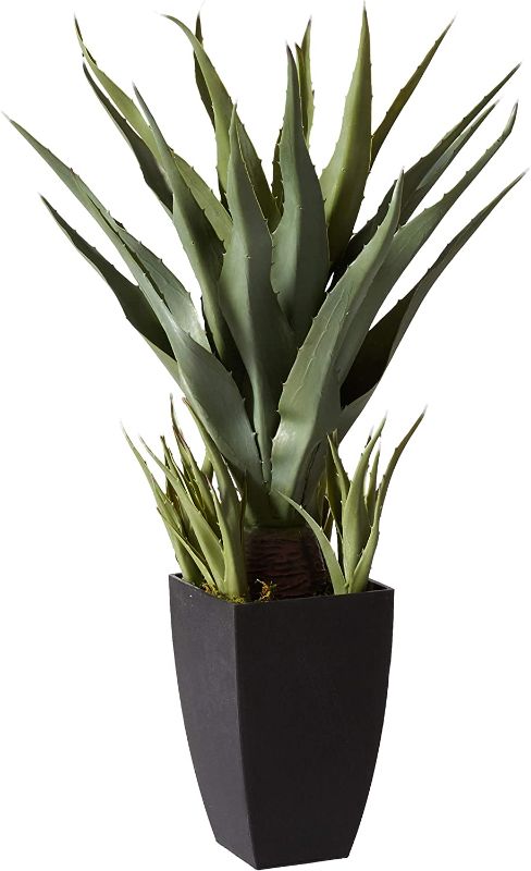 Photo 1 of Agave with Black Planter
