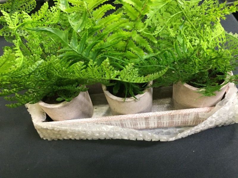 Photo 2 of 3 Pack Mini Potted Fake Plants Artificial Small Boston Ferns Plant with Wooden Planter Box for Tabletop Mantel Home Decor
