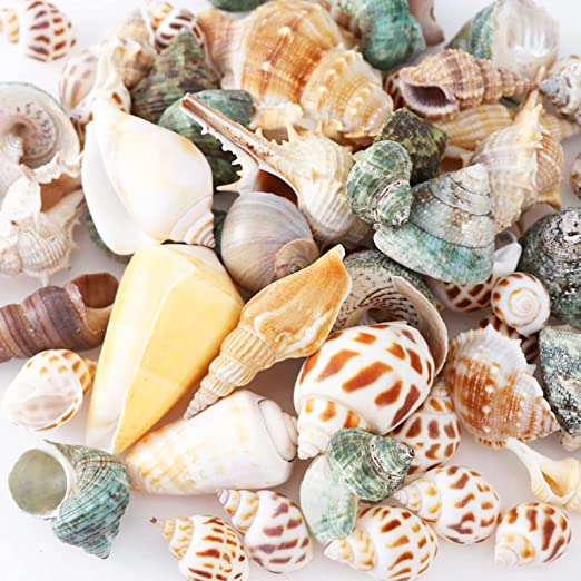 Photo 1 of Akusety Mixed Beach Seashells, 1.2"-3.6" Natural Seashells for Candle Making?Home Decorations, Beach Theme Party Wedding Decor, DIY Crafts, Fish Tank and Vase Fillers.
