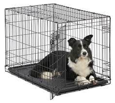 Photo 1 of MidWest 36" iCrate Dog Crate