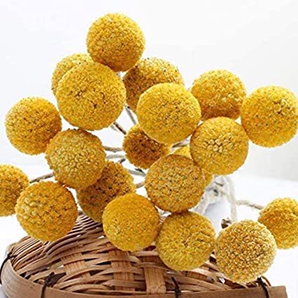 Photo 1 of 32Pcs Natural Dried Flowers Craspedia Billy Balls Flowers Billy Buttons Yellow Flowers