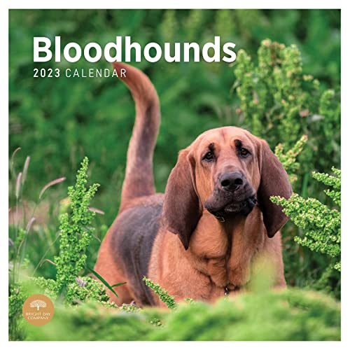 Photo 1 of 2023 Bloodhounds Wall Calendar by Bright Day, 12 X 12 Inch, Cute Dog Puppy
