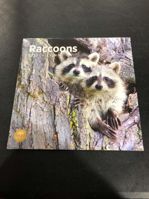 Photo 2 of 2023 Raccoons Wall Calendar by Bright Day, 12x12 Inch, Beautiful Cute Nature Wildlife Animal Photography