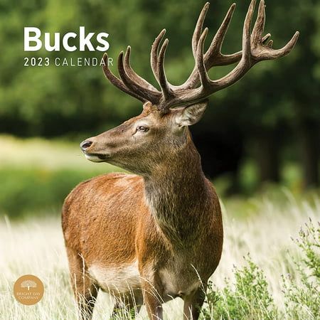 Photo 1 of 2023 Bucks Monthly Wall Calendar by Bright Day 12 X 12 Inch Beautiful Animals Deer
