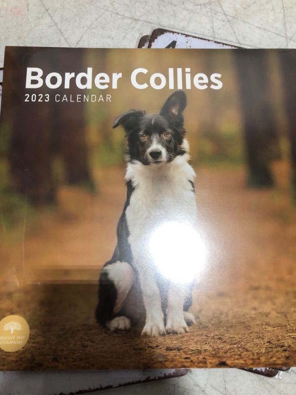 Photo 2 of 2023 Border Collies Wall Calendar by Bright Day, 12x12 Inch, Cute Adorable Pet Dog Photography