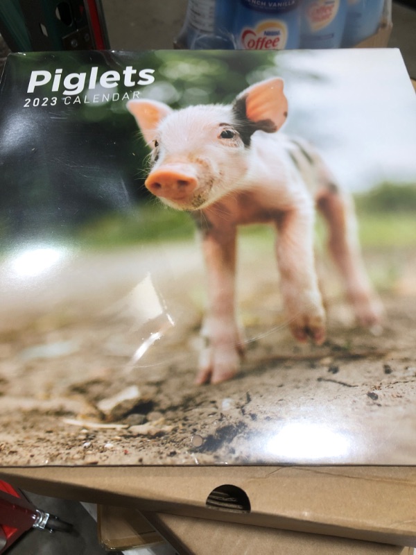 Photo 1 of 2023 Piglets Wall Calendar by Bright Day, 12x12 Inch, Cute Adorable Baby Farm Animal Kids Photography
