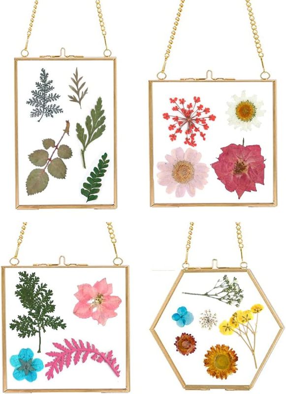 Photo 1 of 4 PCS Glass Frame for DIY Pressed Flowers Art - Brass Hanging Photo Picture Frame - Golden Floating Glass Frame with Chain - Pressed Flower Collage Glass Craft Frames for Wall Decor Display Gallery
