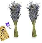 Photo 1 of 2 PK Gutebote Real Dried Lavender Bundles - (2 Bundle) 100% Fresh Harvested Whole Natural Lavendar Bunch with Sachets for Home Decor Decoration Arrangements and More, 18"-23" Long Stems Sprigs (2)
