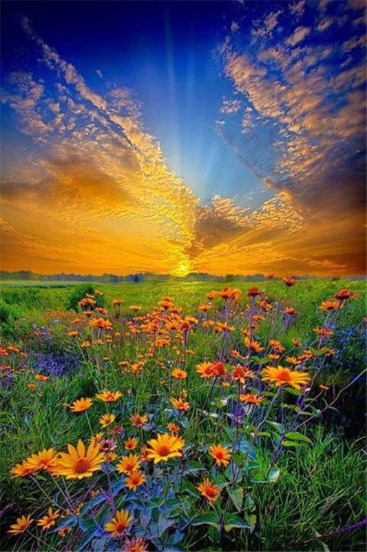 Photo 1 of CaptainCrafts Diy 5D Diamond Painting by Number Kits Full Drill Diamond Painting - Daisy Flowers Field, Sunset Sky (20X30cm/8X12inch)
