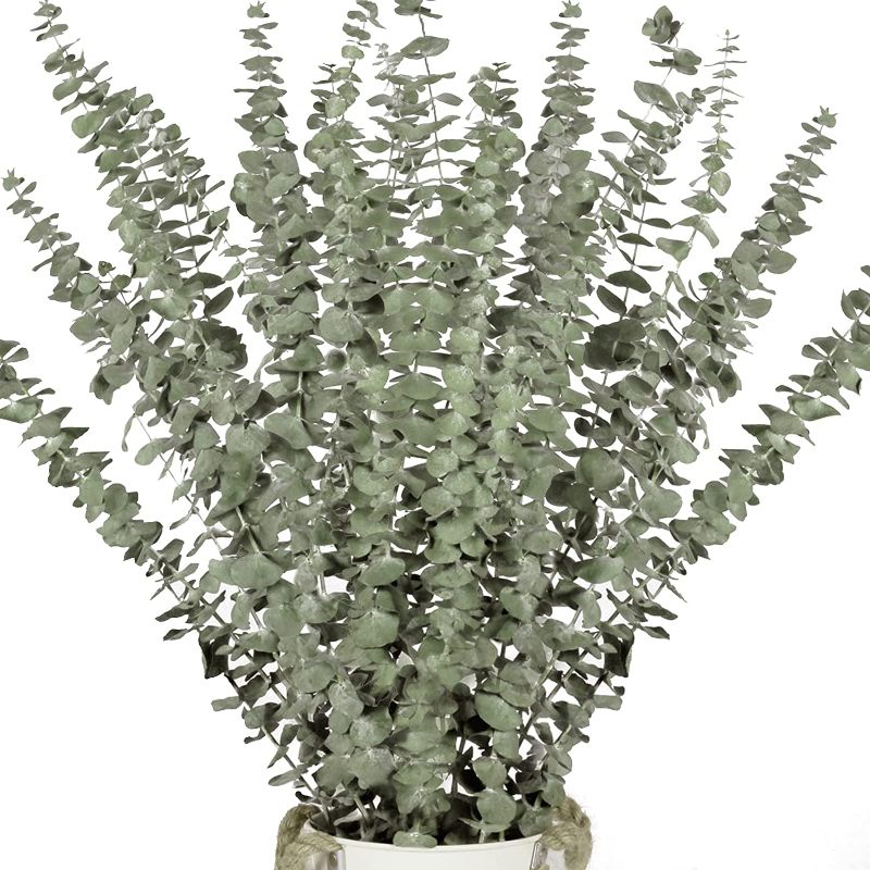 Photo 1 of 16 Pcs Dried Eucalyptus Plant Stems for Shower, 17" Real Eucalyptus Branches, 100% Natural Eucalyptus Leaves, Dried Greenery for Arrangement Wedding, Home, Party, Office Decor, air Purification
