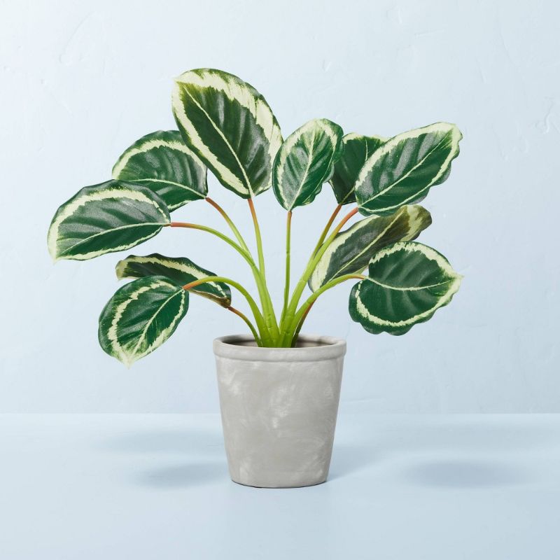 Photo 1 of 14 X 16 Faux Calathea Plant in Ceramic Pot - Hearth & Hand with Magnolia