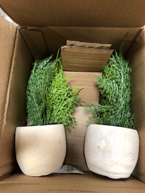 Photo 2 of 2 PACK: Sm Asparagus Fern - Threshold  8 Inches (H) x 6 Inches (W) x 6 Inches (D)

 