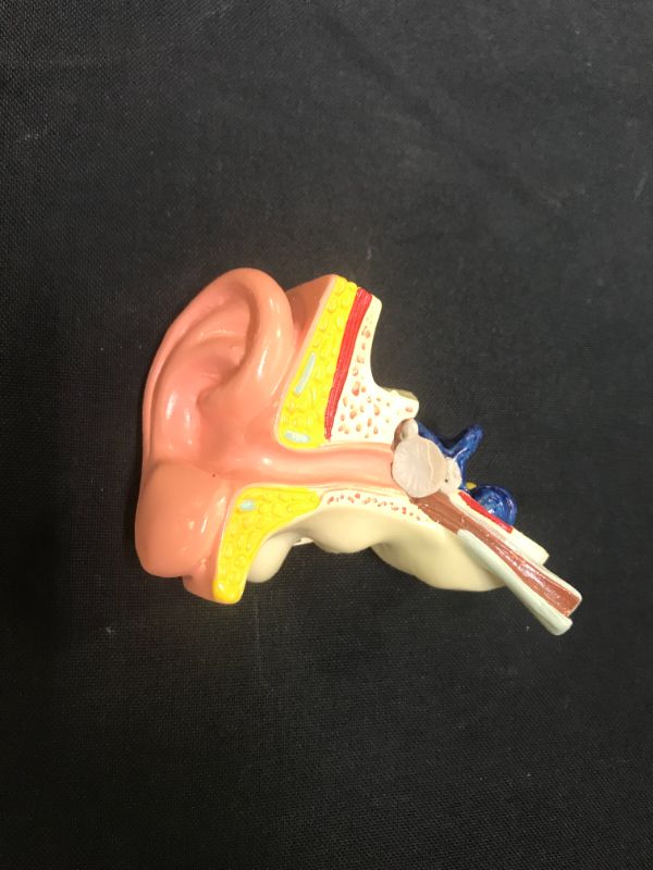 Photo 1 of 1:1 LIFE SIZE ANATOMICAL HUMAN EAR