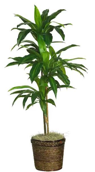 Photo 1 of 48 in. Artificial Dracaena with Basket Silk Plant (Real Touch)