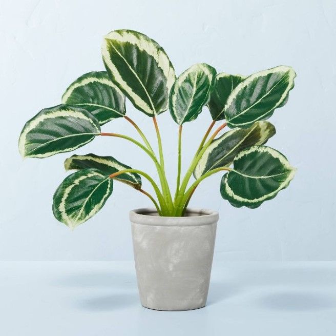 Photo 1 of 14" x 16" Faux Calathea Plant in Ceramic Pot - Hearth & Hand™ with Magnolia

