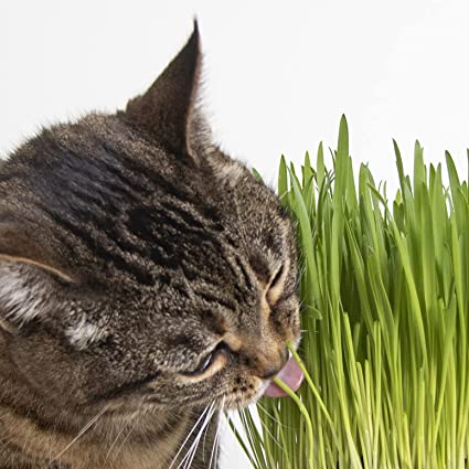 Photo 4 of 3PC SmartyKat Sweet Greens Organic Oat Grass Cat Grass Grow Kit
