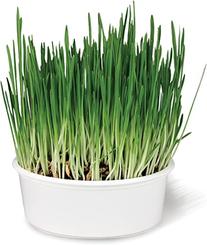 Photo 3 of 3PC SmartyKat Sweet Greens Organic Oat Grass Cat Grass Grow Kit
