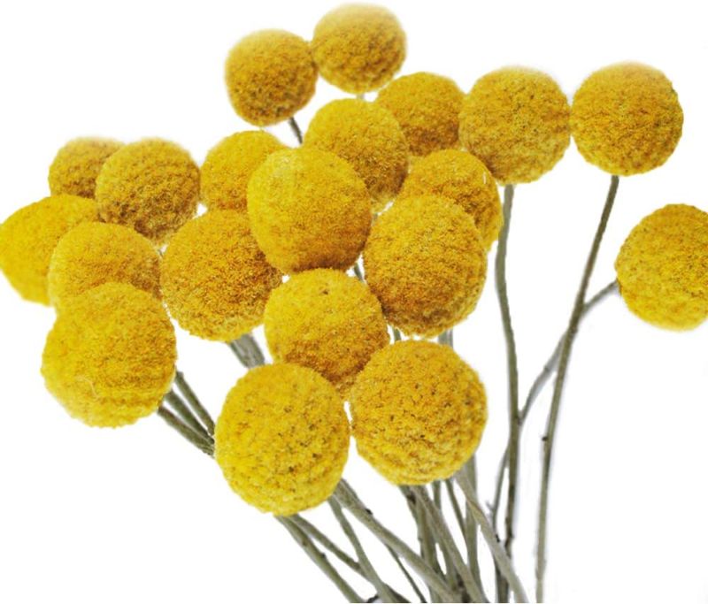 Photo 1 of BUNDLE OF 3 Color Life 32 Stems Natural Dried Flower - Craspedia/Billy Balls