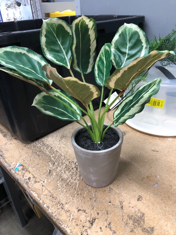 Photo 2 of 14 X 16 Faux Calathea Plant in Ceramic Pot - Hearth & Hand with Magnolia
