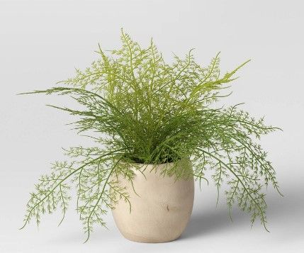 Photo 1 of 2 PACK Sm Asparagus Fern - Threshold™