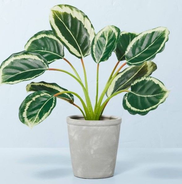 Photo 1 of 14" x 16" Faux Calathea Plant in Ceramic Pot - Hearth & Hand™ with Magnolia