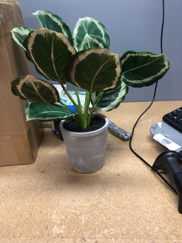 Photo 2 of 14" x 16" Faux Calathea Plant in Ceramic Pot - Hearth & Hand™ with Magnolia