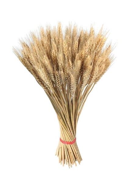 Photo 1 of ***3 Pack*** Pakewalm 100Pcs Wheat Ears Natural Dried Wheat Stalks Dried Golden Wheat Grass Fall Harvest Wheat Bouquet Bunch for Home Kitchen Table Wedding Party Decor superbly