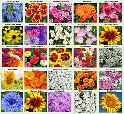 Photo 1 of 25 Heirloom Flower Seed Packets Including 20+ Varieties Flower Seeds - Forget Me Not, Sunflower, Marigold, Zinnia Lilliput, Snapdragon, Hummingbird & Butterfly Wildflower Seeds and More
