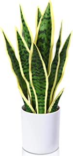 Photo 1 of Kazeila Artificial Snake Plant 16 Inch Small Fake Sansevieria Tree,Faux Desk Plant in Pot for Indoor Outdoor Home Office Any Room Decor,Perfect House Warming Gift
