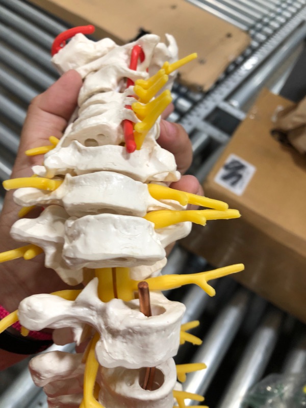 Photo 3 of 3B Scientific A58/1 Classic Flexible Spine male - 3B Smart Anatomy