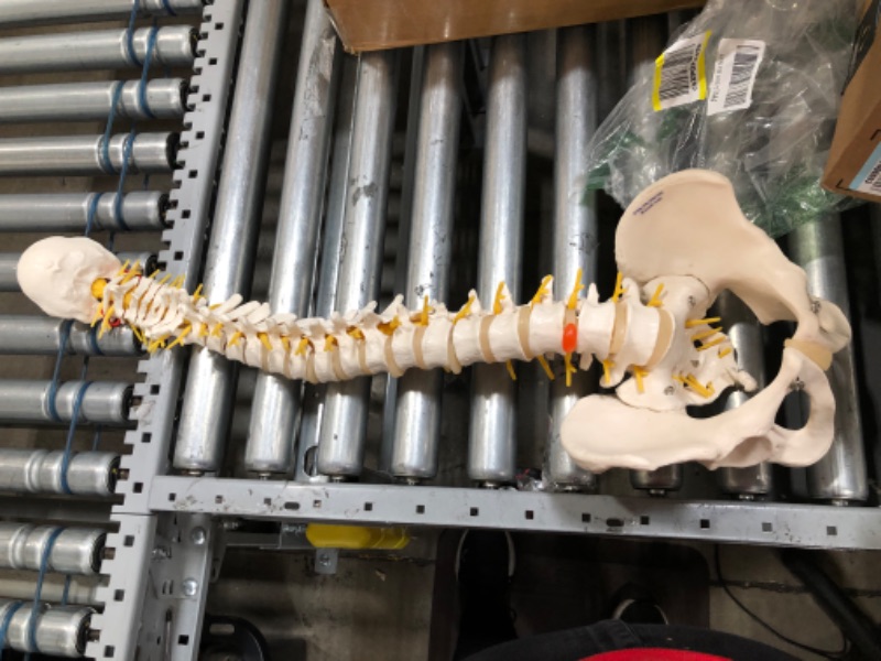 Photo 2 of 3B Scientific A58/1 Classic Flexible Spine male - 3B Smart Anatomy