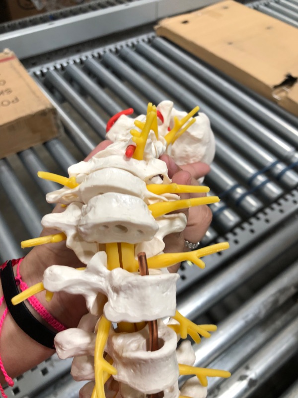 Photo 1 of 3B Scientific A58/1 Classic Flexible Spine male - 3B Smart Anatomy
