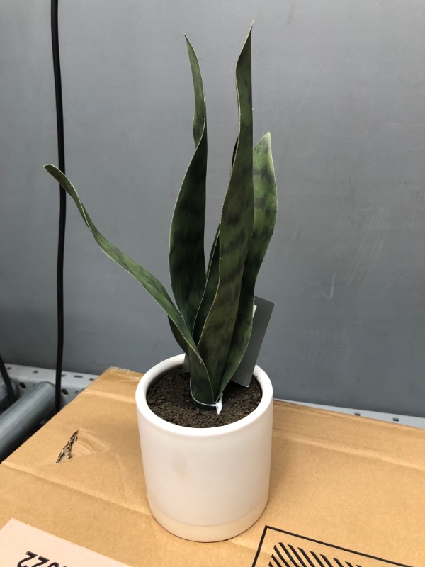 Photo 2 of 4pck Small Snake Plant in Ceramic Pot White - Threshold™