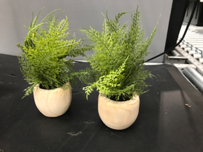 Photo 2 of 2 PACK*
Sm Asparagus Fern - Threshold™

