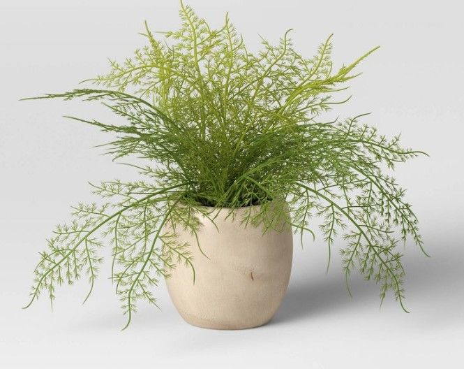 Photo 1 of 2PK-Sm Asparagus Fern - Threshold™

