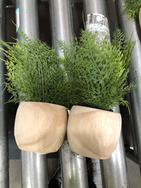 Photo 1 of 2PK-Sm Asparagus Fern - Threshold™

